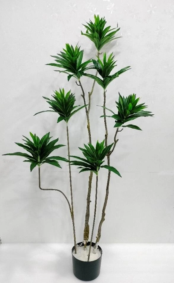 Song Of India Plant x7 Without Base 140cm